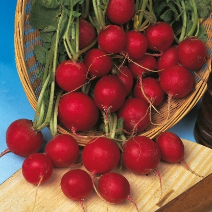 Picture of Organic Radish Giant Of Sicily